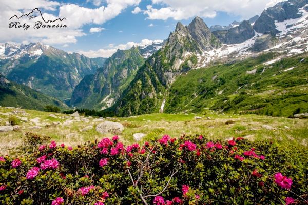 Val Masino prati in fiore