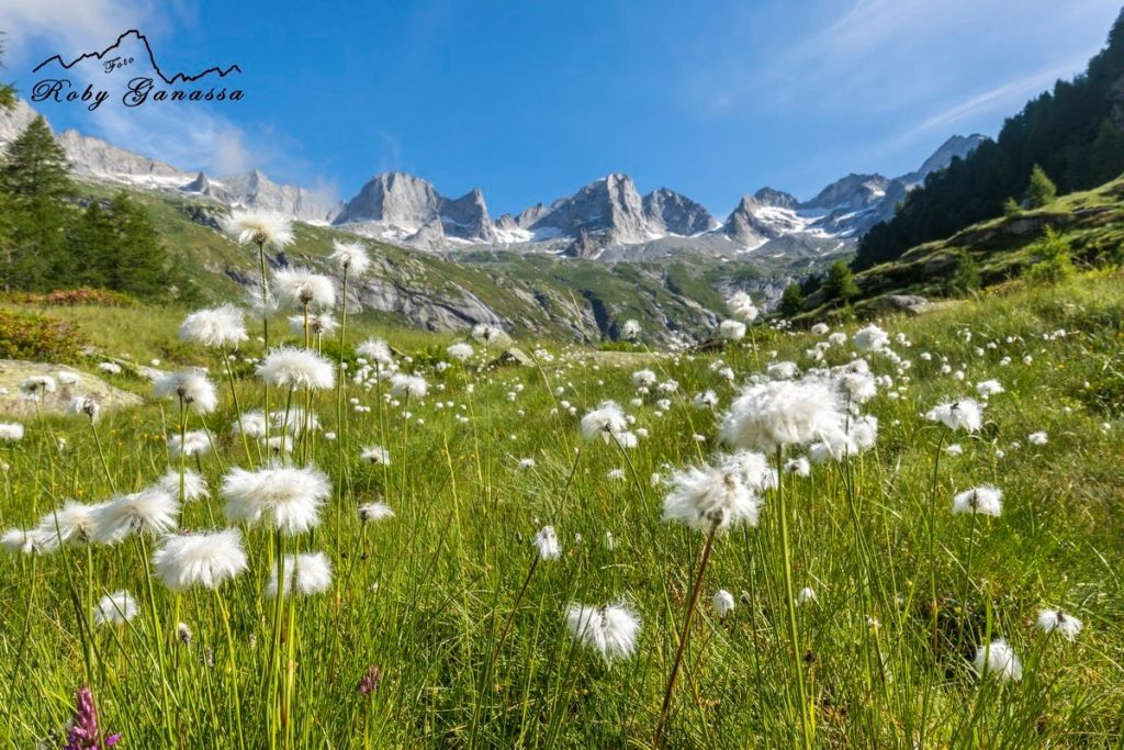 <p>Val Masino meadows</p>